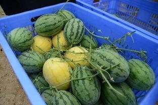 在线吃瓜今日吃瓜,揭秘网络热点背后的真相